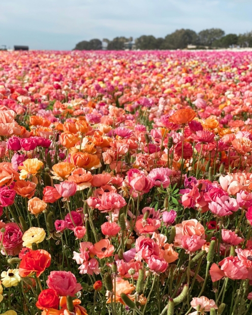 Your North County Spring Break Itinerary is here. 🌴

Spending the break with us? Make the most of this incredible weather with our favorite local must-dos:

+ The Carlsbad Flower Fields: They are officially in bloom! A spectacular, vibrant ocean of color right on the coast.

+ Paddleboarding the Lagoons: Head to Agua Hedionda in Carlsbad or the Oceanside Harbor for a perfect, sunny day on the water.

+ Al Fresco Dining: Warm spring evenings are made for sunset dinners on the patio in Del Mar or Cardiff.

When you stay with P.S. Platinum, you're just minutes from the best of the coast.

Need more local recommendations? Our concierge team is ready to curate your perfect trip. Link in bio to explore!

#CarlsbadFlowerFields #VisitSanDiego #SpringBreakIdeas #TravelItinerary #SanDiegoCoast #LuxuryVacationRental