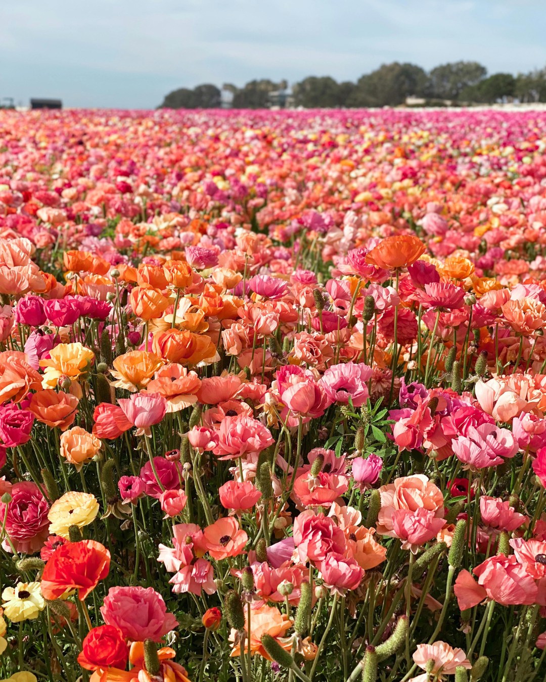 Your North County Spring Break Itinerary is here. 🌴

Spending the break with us? Make the most of this incredible weather with our favorite local must-dos:

+ The Carlsbad Flower Fields: They are officially in bloom! A spectacular, vibrant ocean of color right on the coast.

+ Paddleboarding the Lagoons: Head to Agua Hedionda in Carlsbad or the Oceanside Harbor for a perfect, sunny day on the water.

+ Al Fresco Dining: Warm spring evenings are made for sunset dinners on the patio in Del Mar or Cardiff.

When you stay with P.S. Platinum, you're just minutes from the best of the coast.

Need more local recommendations? Our concierge team is ready to curate your perfect trip. Link in bio to explore!

#CarlsbadFlowerFields #VisitSanDiego #SpringBreakIdeas #TravelItinerary #SanDiegoCoast #LuxuryVacationRental