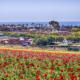 Spring in San Diego: Best Things to Do in April & May 2026