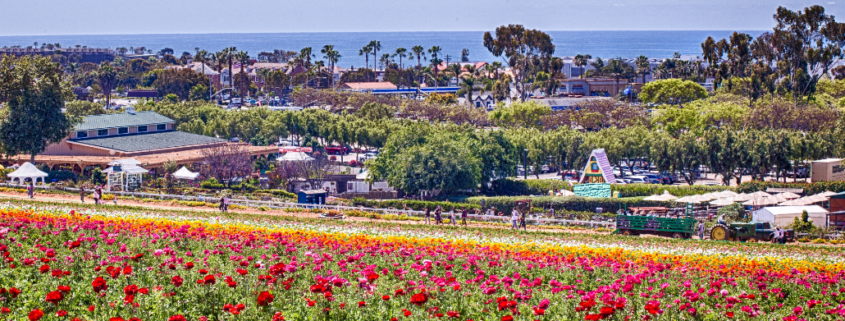 Spring in San Diego: Best Things to Do in April & May 2026
