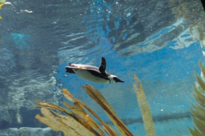 penguin swimming through water at a zoo