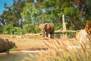 Elephant at the San Diego Zoo